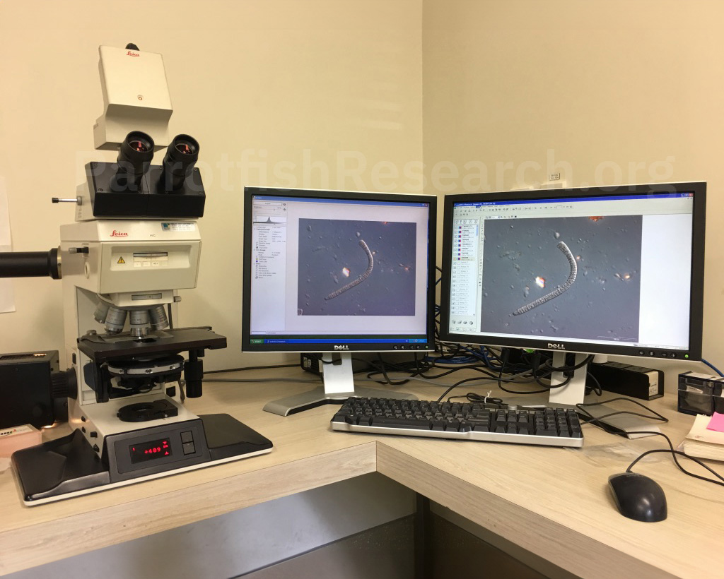 Leica Microscope at the University of Auckland