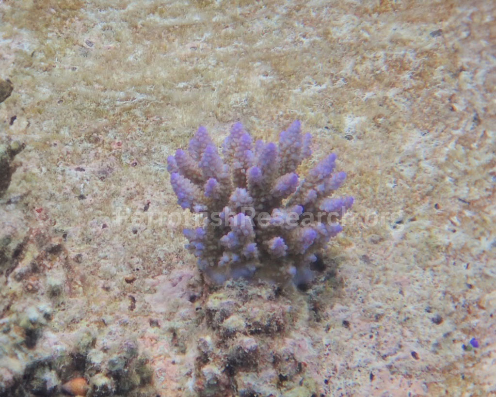 Young, small, purple coral