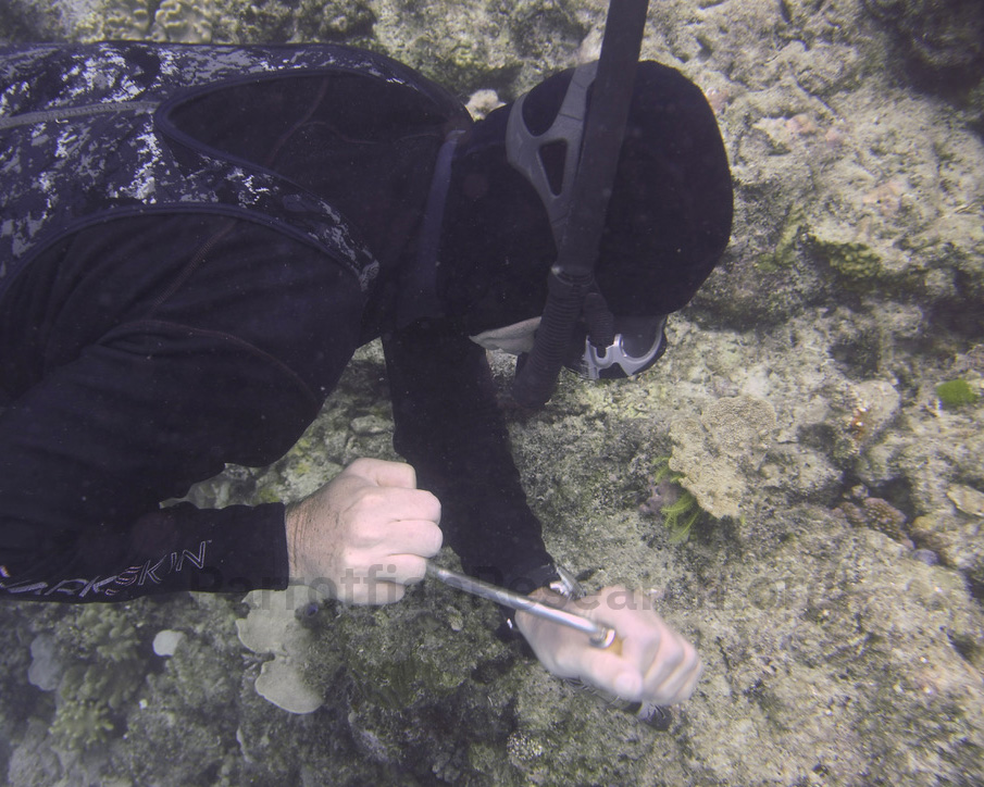 Using a hand drill to extract a bitecore reef sample