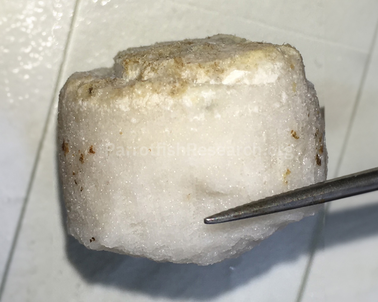 A small parrotfish bitecore being held by tweezers