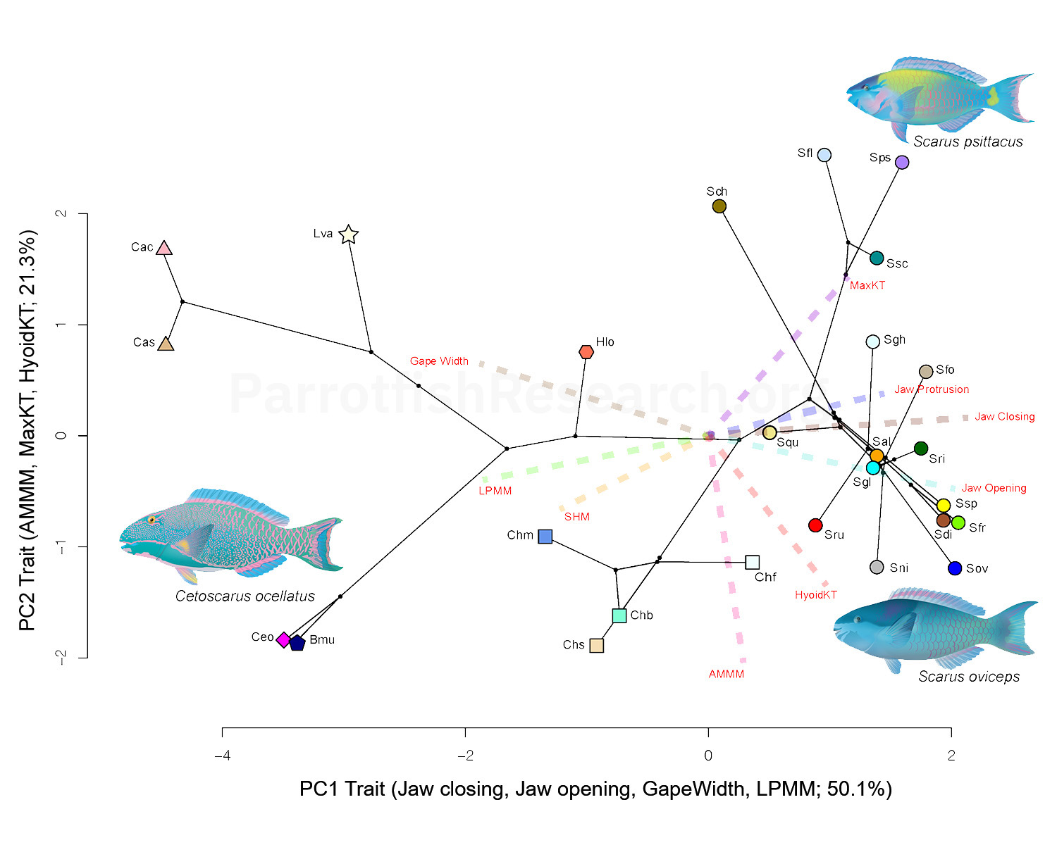 Phylomorphospace principal components analysis biplot for trophic cranial anatomy